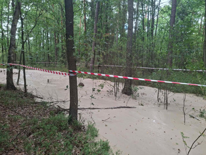 Tajemnicza maź zalała las pod Starachowicami. Policja i leśnicy badają sprawę