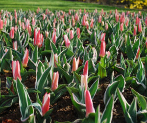 Tulipany Kaufmanna