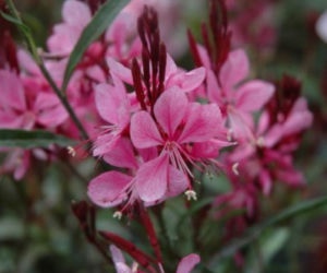 gaura