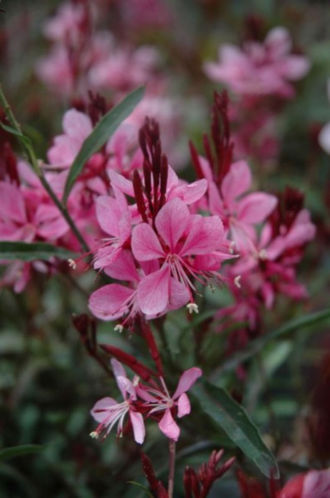 Gaura