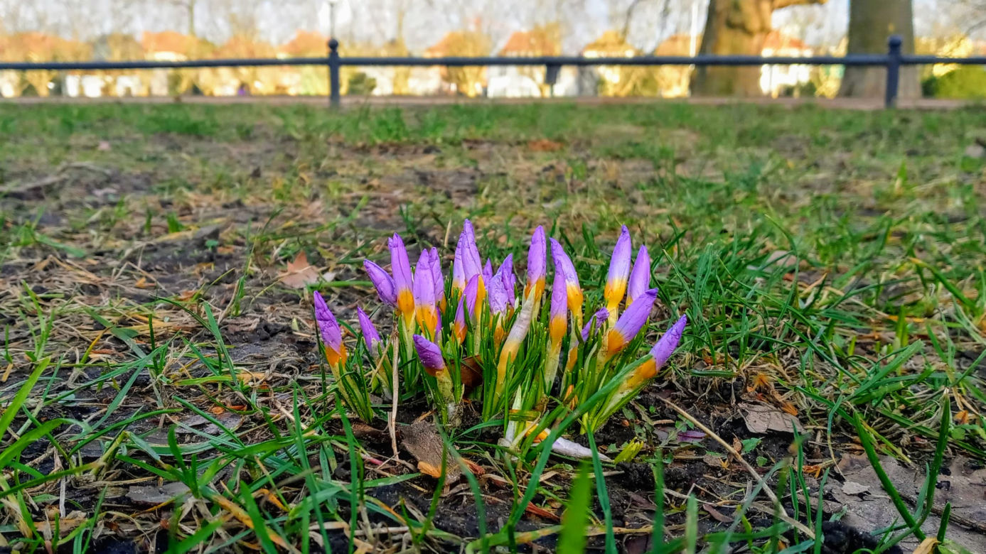 Pierwsze krokusy na Jasnych Błoniach w Szczecinie