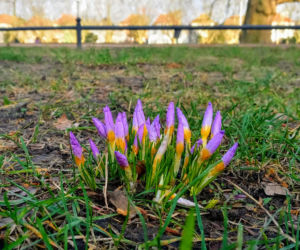 Pierwsze krokusy na Jasnych Błoniach w Szczecinie