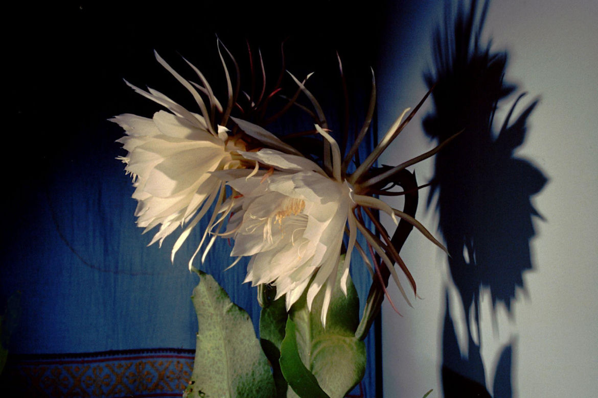 Królowa Nocy (Epiphyllum oxypetalum)