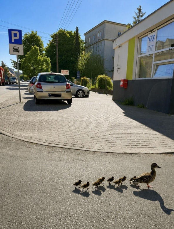 Eskorta dla kaczek