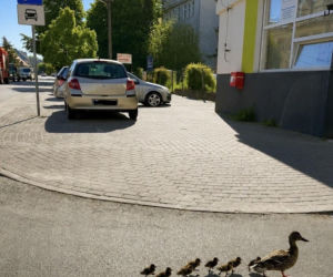Eskorta dla kaczek