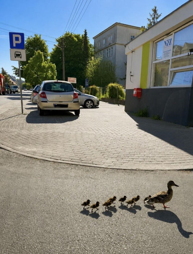 Eskorta dla kaczek