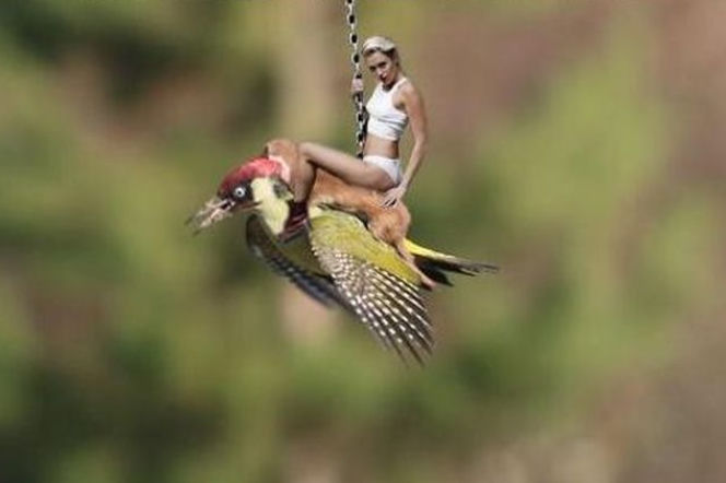 Miely Cyrus na łasicy i dzięciole
