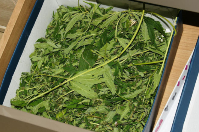 Policja marihuana