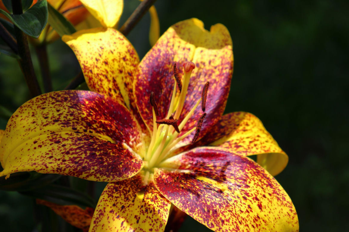 Lilia azjatycka 'Golden Stone'
