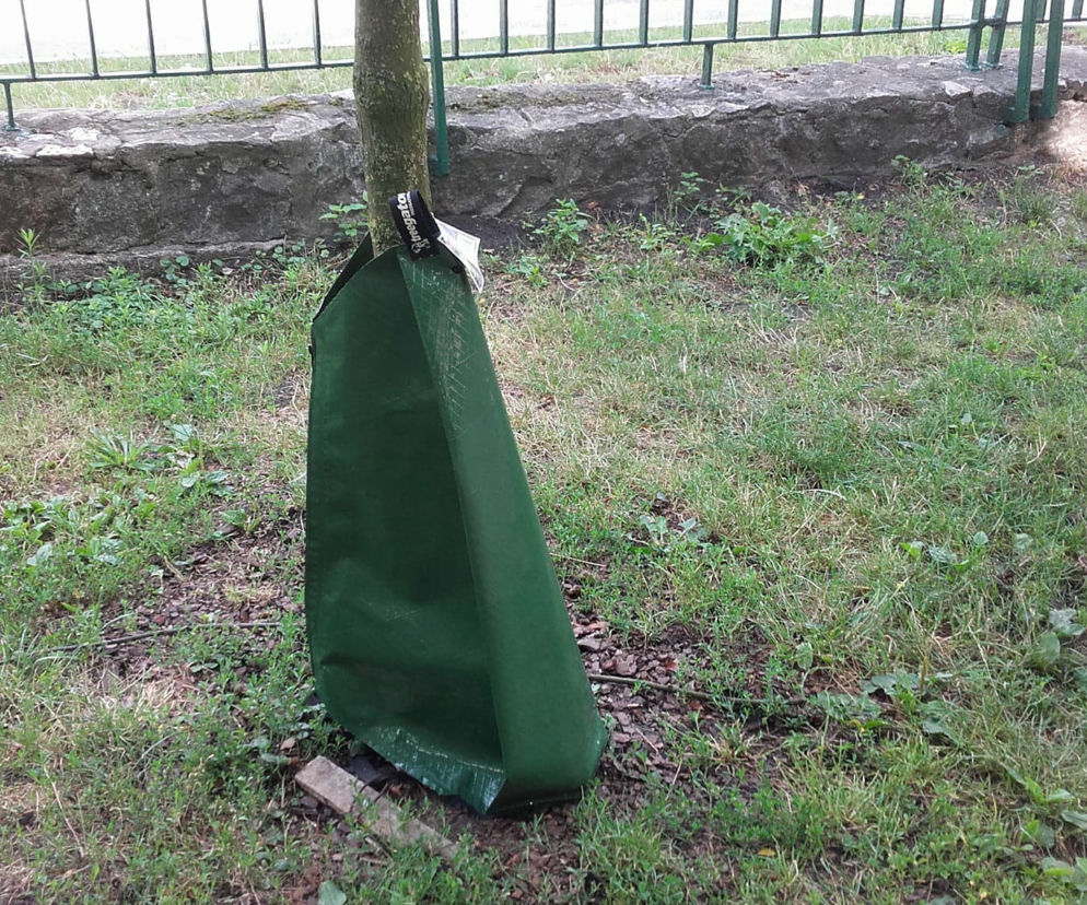 ZZM w nowatorski sposób podlewa drzewa