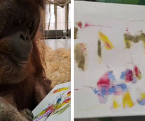 Raja z gdańskiego zoo maluje obrazy. Czasem przy okazji podjada kredki, ale jej talent zaskakuje!