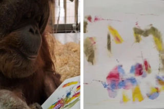 Gdańska orangutanica Raja ma 54 lata i maluje obrazy. Liczy się nie tylko kolor kredek, ale i smak!