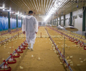 Hale stalowe i namiotowe w rolnictwie 