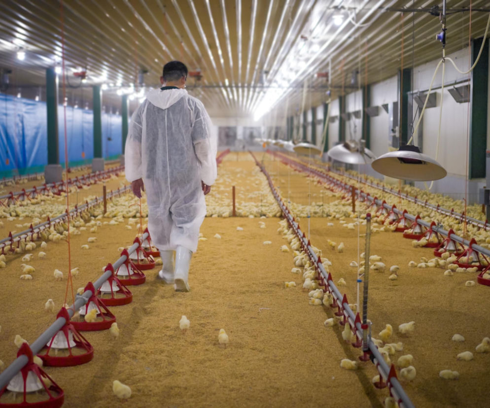 Hale stalowe i namiotowe w rolnictwie 