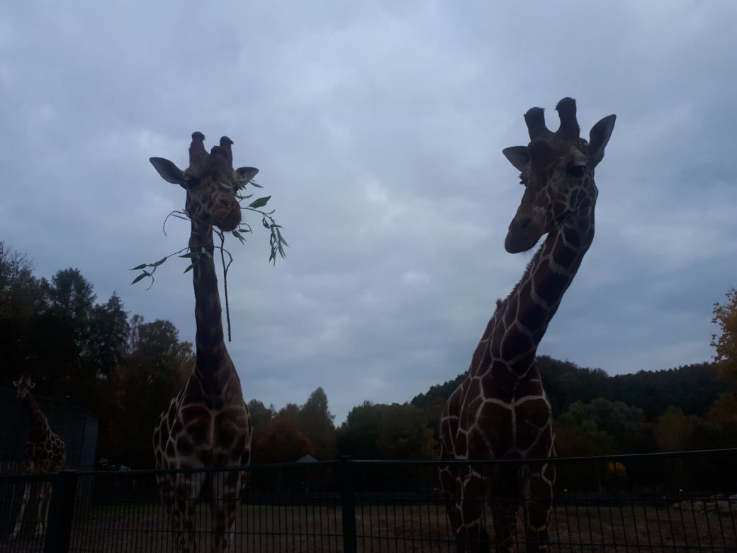 Nowi mieszkańcy w gdańskim zoo!