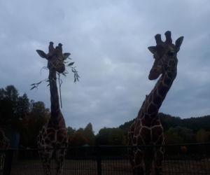 Nowi mieszkańcy w gdańskim zoo!
