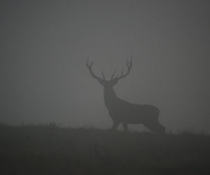 Zwierzęta z Baligrodu bawią sie w chowanego z leśnikami [ZDJĘCIA]
