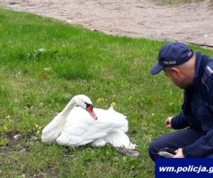 Łabędź Kubuś uratowany przez policję w Iławie