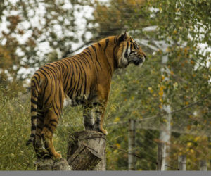 Tygrys ludojad wrócił do zoo