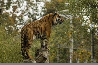 Tygrys ludojad wrócił do zoo