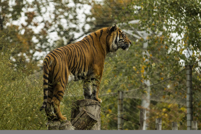 Tygrys ludojad wrócił do zoo