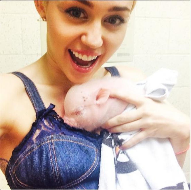 Moda na zwykłe selfie to już za mało. Miley Cyrus pozuje do zdjęć z małą ŚWINKĄ