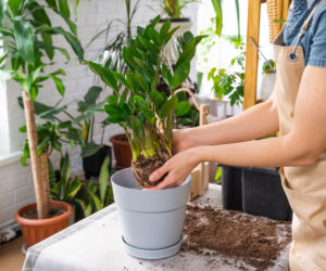 Przesadzanie zamiokulkasa krok po kroku