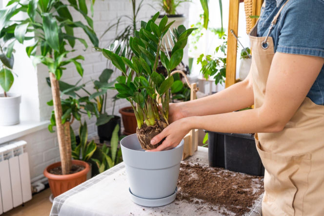 Przesadzanie zamiokulkasa