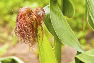 Kukurydza cukrowa - Zea mays