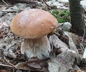 Król starachowickich lasów Samotny Wilk