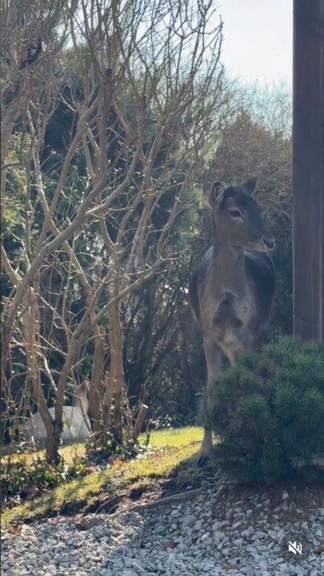 Szokujące nagranie z ogrodu Ewy Gawryluk! Takich gości się nie spodziewała