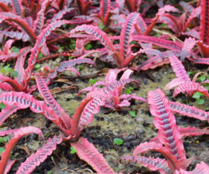 Cryptanthus 