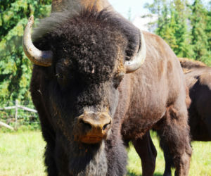 Gruźlica przyczyną śmierci żubrzycy na Podkarpaciu. Trwają badania kolejnych osobników 