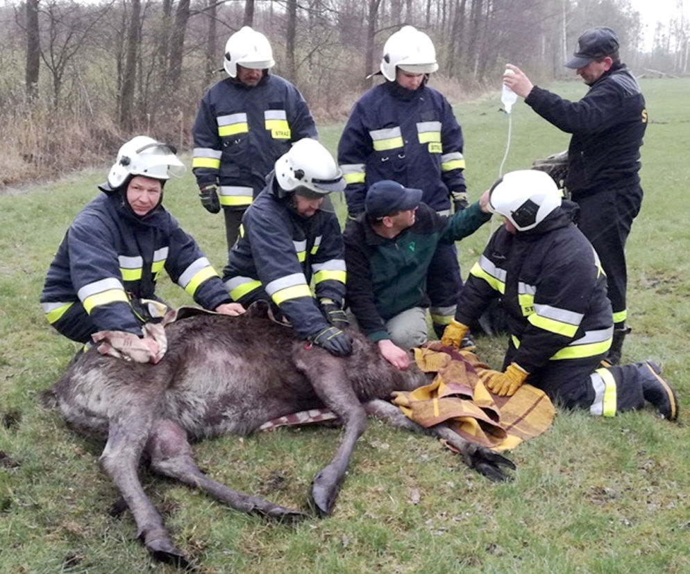 Strażacy ratowali klępę