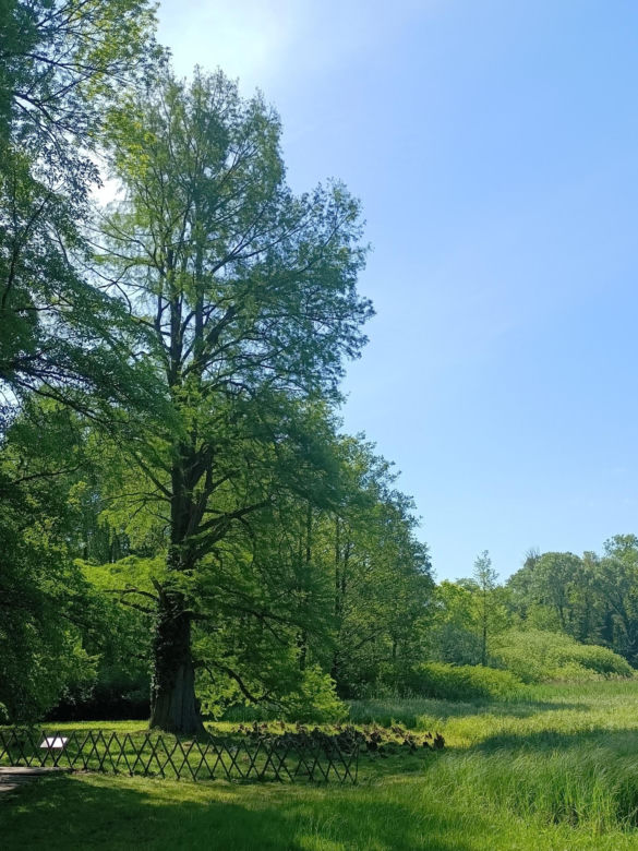 Arboretum Kórnickie - raj dla miłośników pięknych roślin