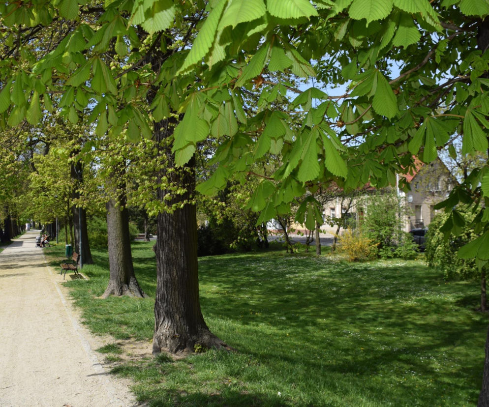 Zielony pierścień Rawicza: Czy to najbardziej niedoceniany park w Polsce? Poznaj „młodsze rodzeństwo” krakowskich Plant