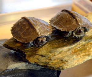 Małe żółwiki z wrocławskiego zoo