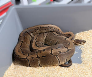 Krakowscy policjanci zabezpieczyli 148 pytonów królewskich