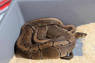 Krakowscy policjanci zabezpieczyli 148 pytonów królewskich