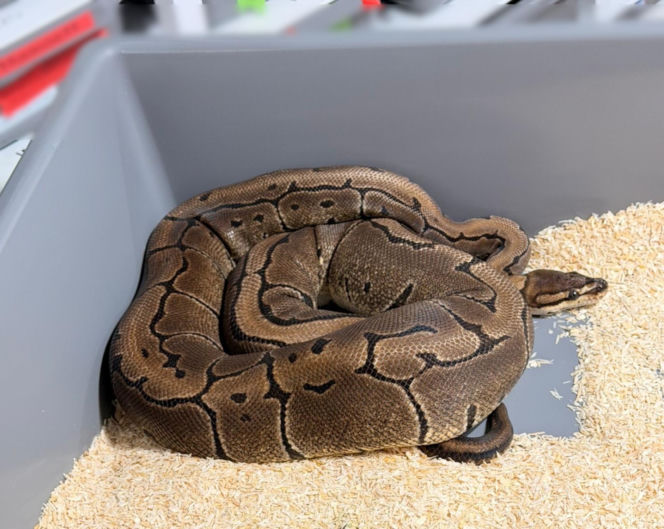 Krakowscy policjanci zabezpieczyli 148 pytonów królewskich