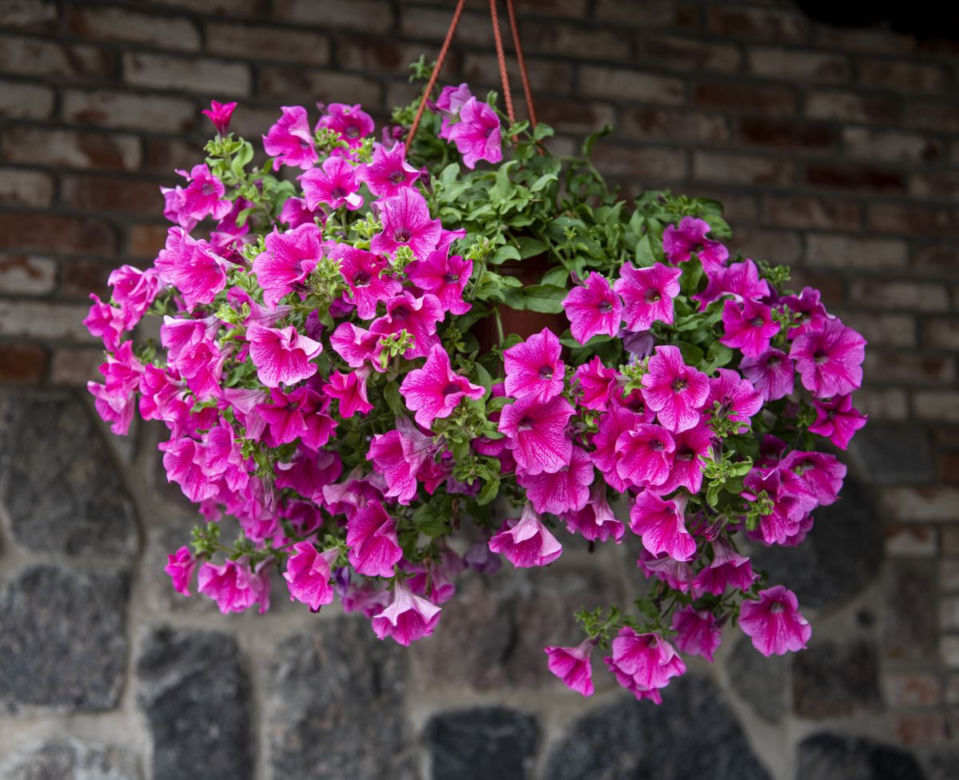 Petunia