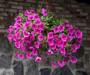 Petunia
