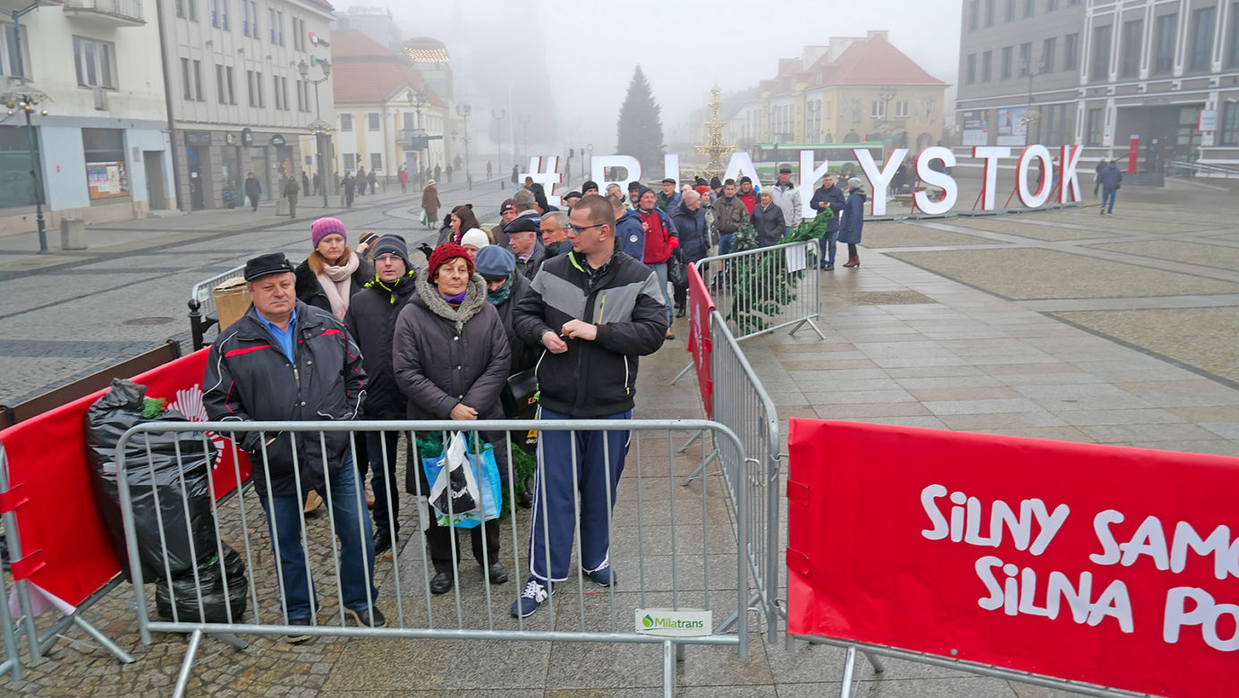 Żywe choinki za sztuczne