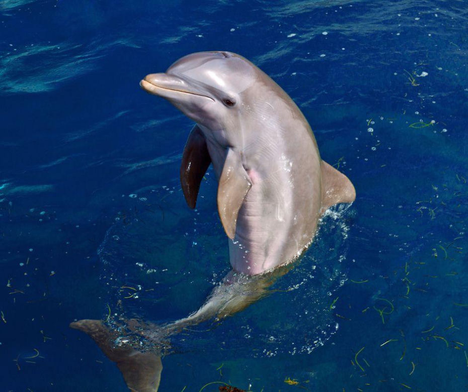 Delfin