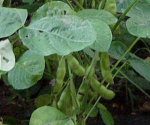 Ta roślina to prawdziwa bomba białkowa. W Polsce prawie nieznana