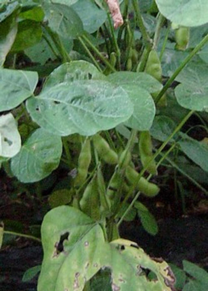 Ta roślina to prawdziwa bomba białkowa. W Polsce prawie nieznana