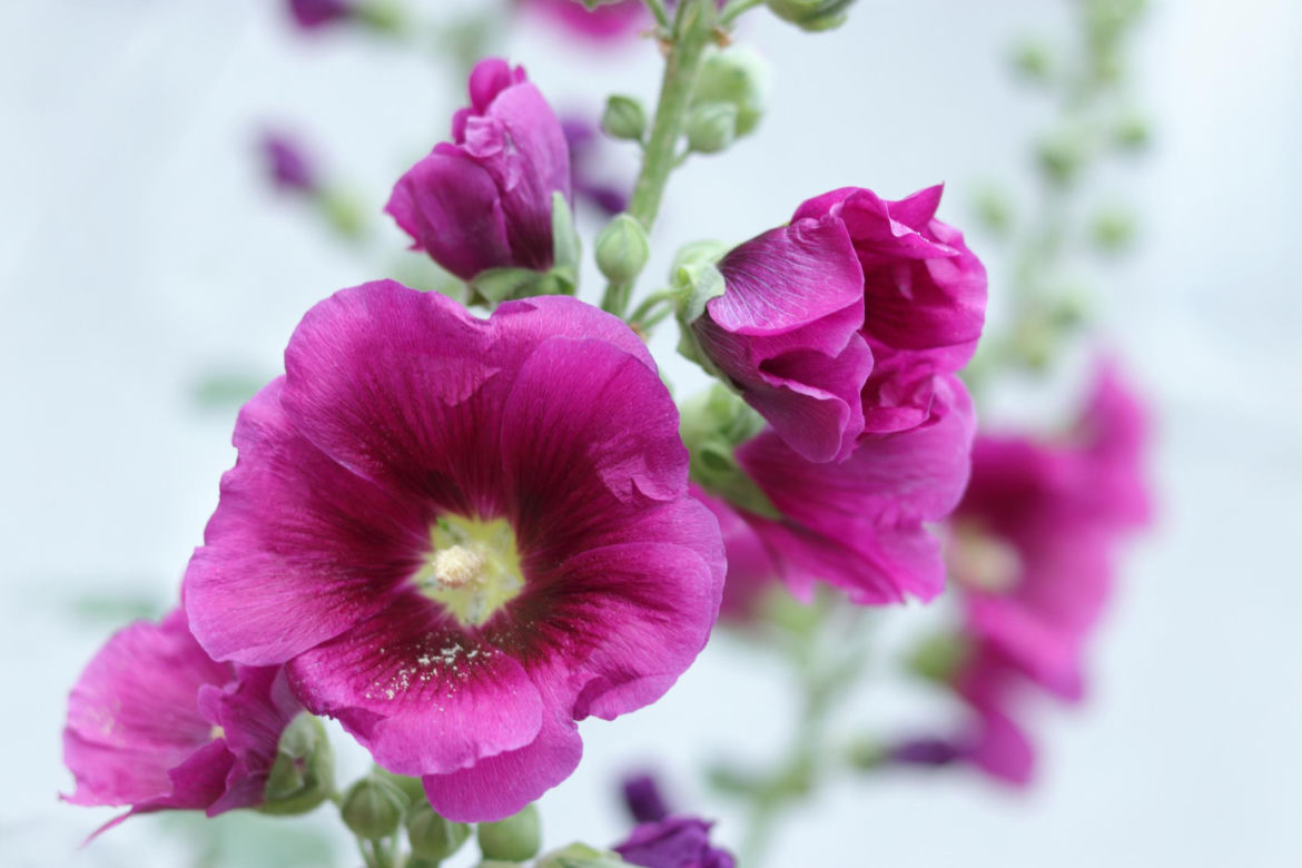 Malwa różowa (Alcea rosea)