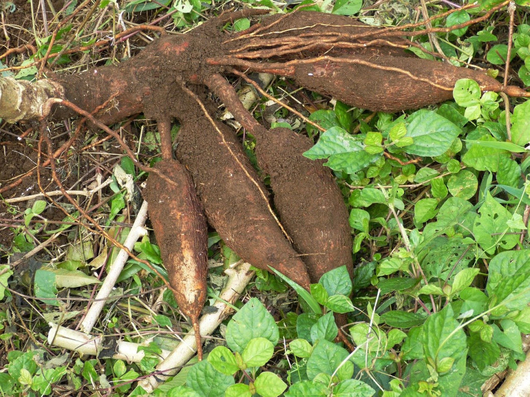 Maniok jadalny
