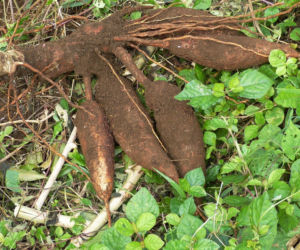 Maniok jadalny