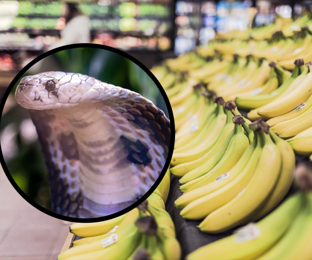 Bydgoszcz: Jadowity wąż w skrzynce z bananami? Szokująca prawda